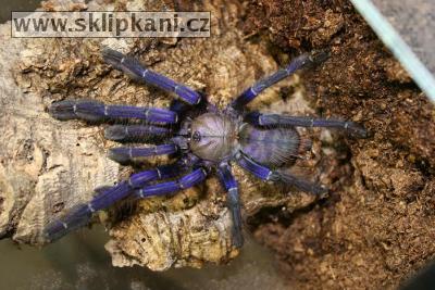 Cyriopagopus_sp._"blue"